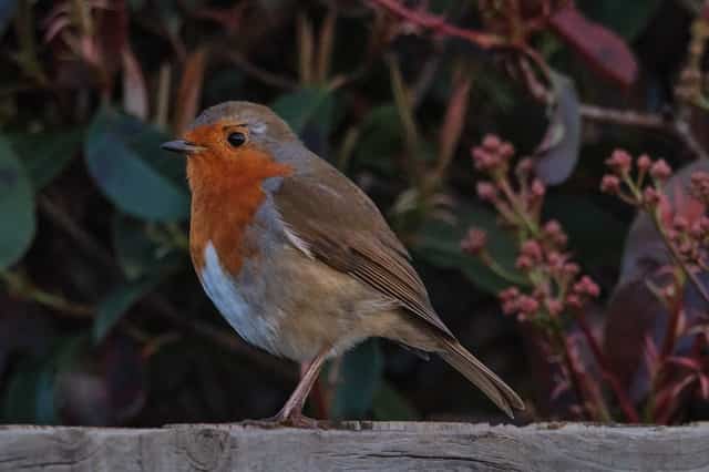 Rockin' Robin
